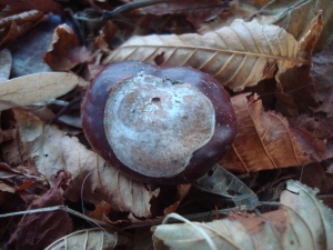 stockvault-chestnut-on-autumn-leaves135838